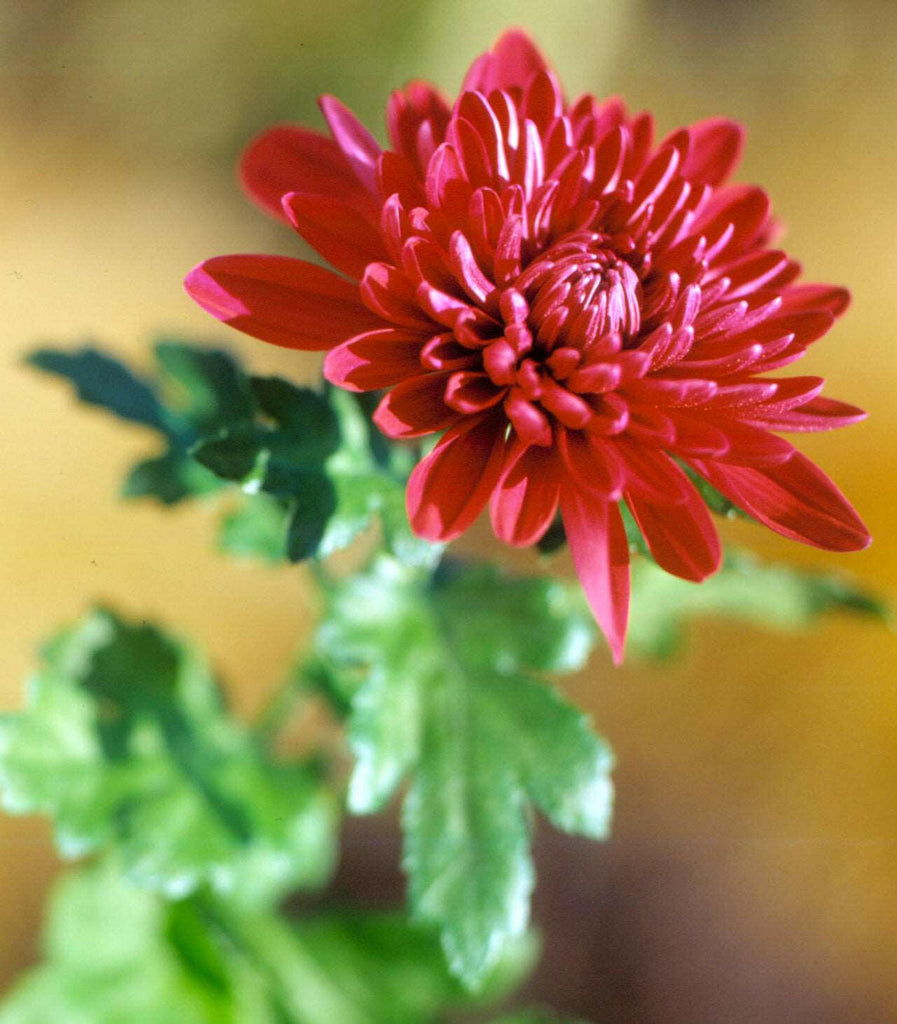 Shevanti, Chrysanthemum Red Plant.