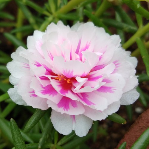 Table Rose Baby Pink Plant.