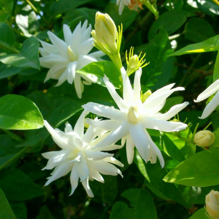 Star Jasmine - Iruvaatchi malli Plant.