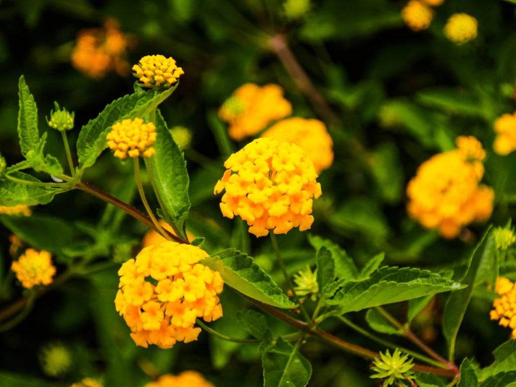 Yellow Lantana Plant.