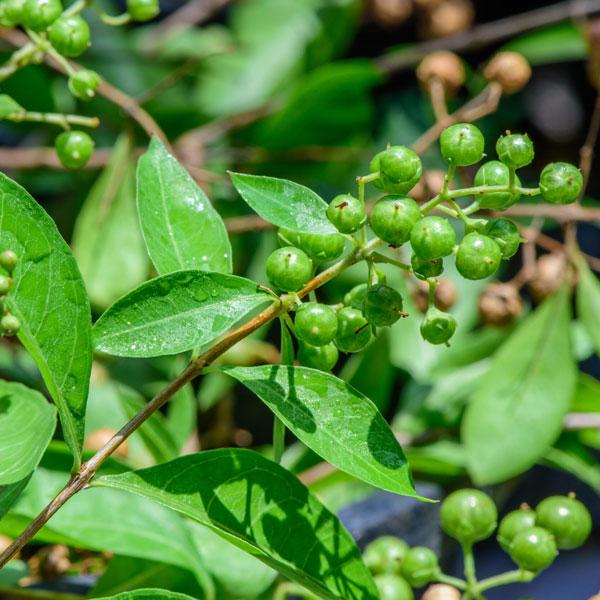 Henna Plant.