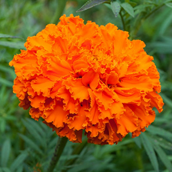 Orange Marigold.