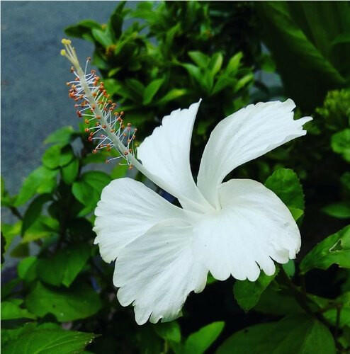 White Hibiscus Plant - Gudhal Plant.