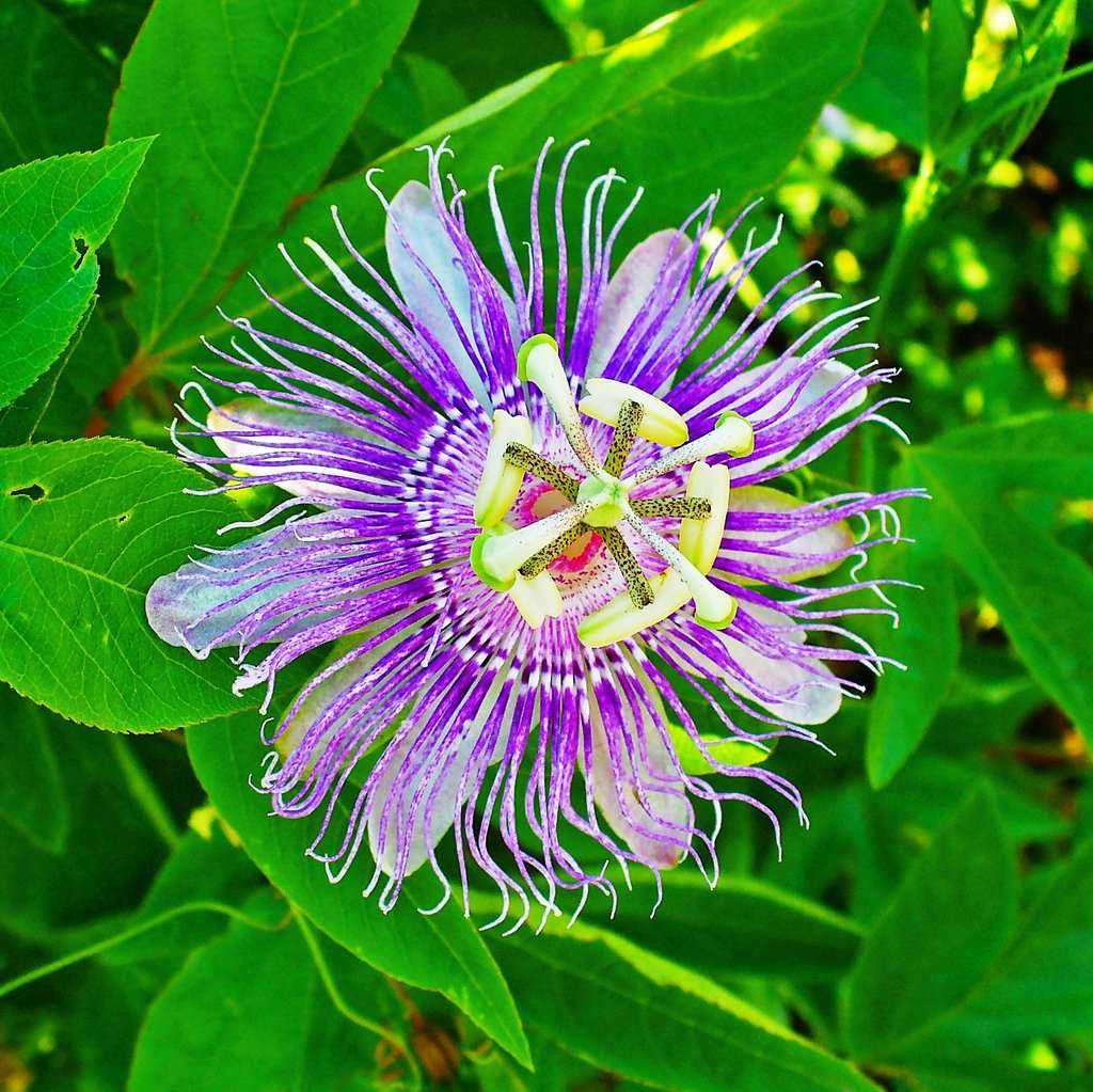 Passionate flower - Krishna Kamalam Plant.