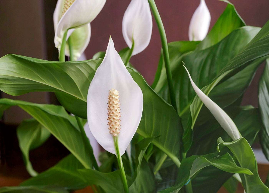 Peace Lily Plant.