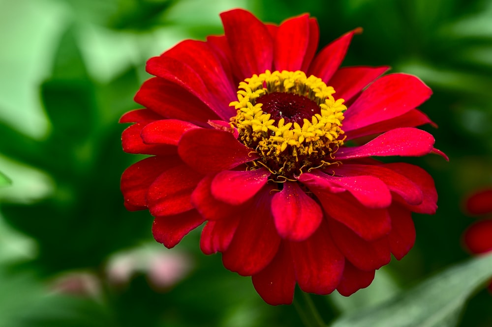 Zinnia Plant.