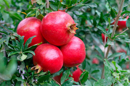 Grafted Pomegranate Fruit Plant.