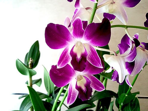 Orchid Violet Plant.