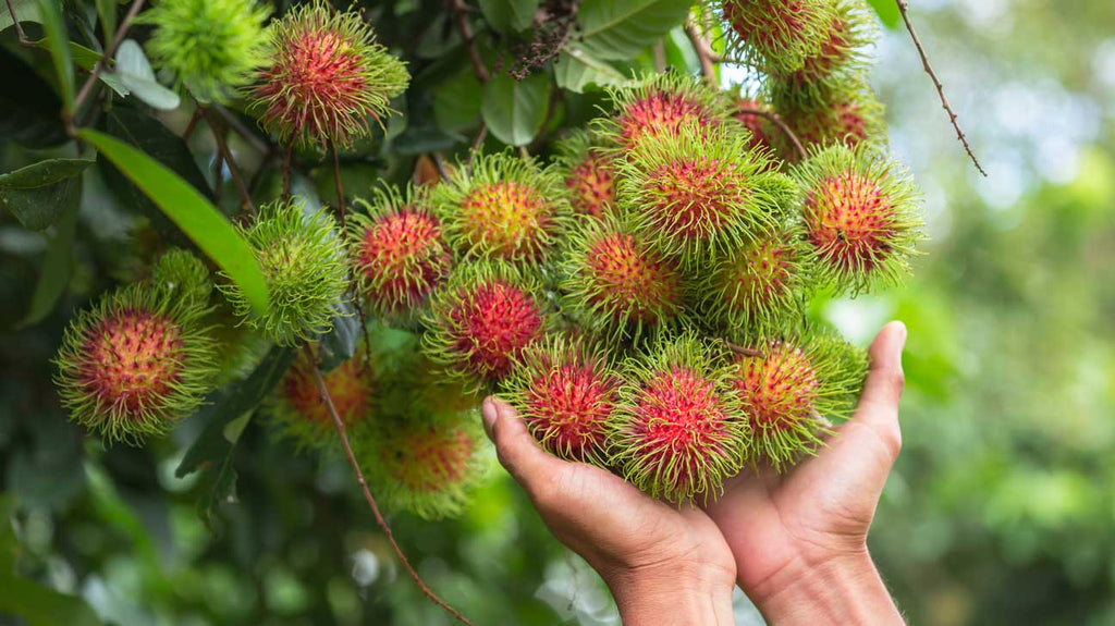 Grafted Rambutan Fruit Plant.