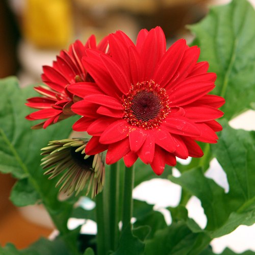 Red Gerbera Plant.