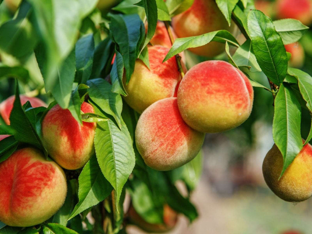 Grafted Peach Plant.