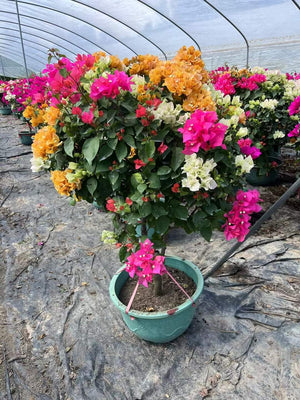 Multicolor Bougainvillea Plant