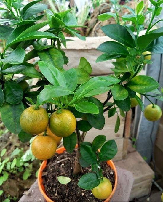 Grafted Mosambi - Sweet Lemon Fruit Plant.