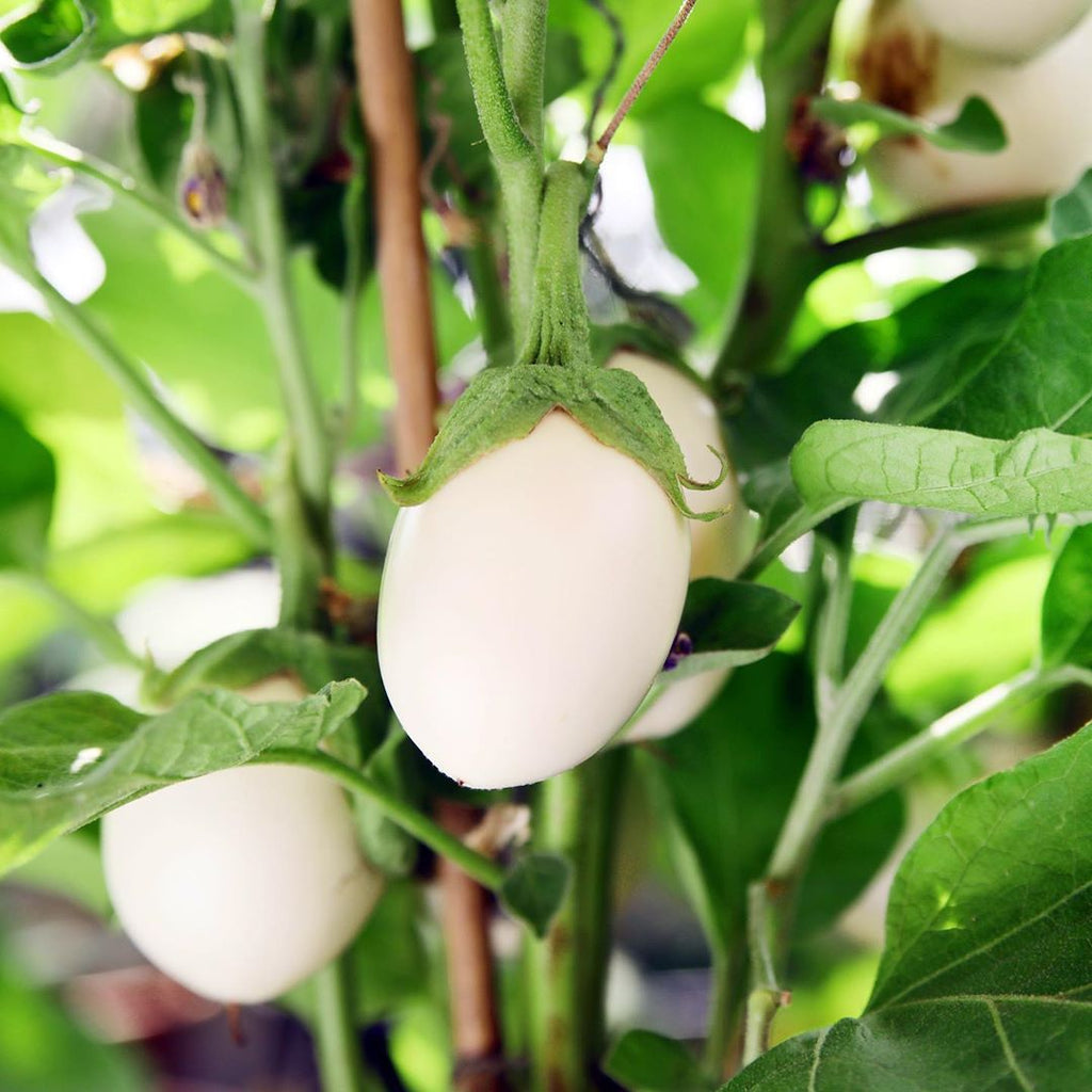 White Brinjal Round Small Seed Balls.