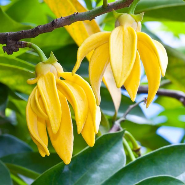 Ylang Ylang Flower Plant.