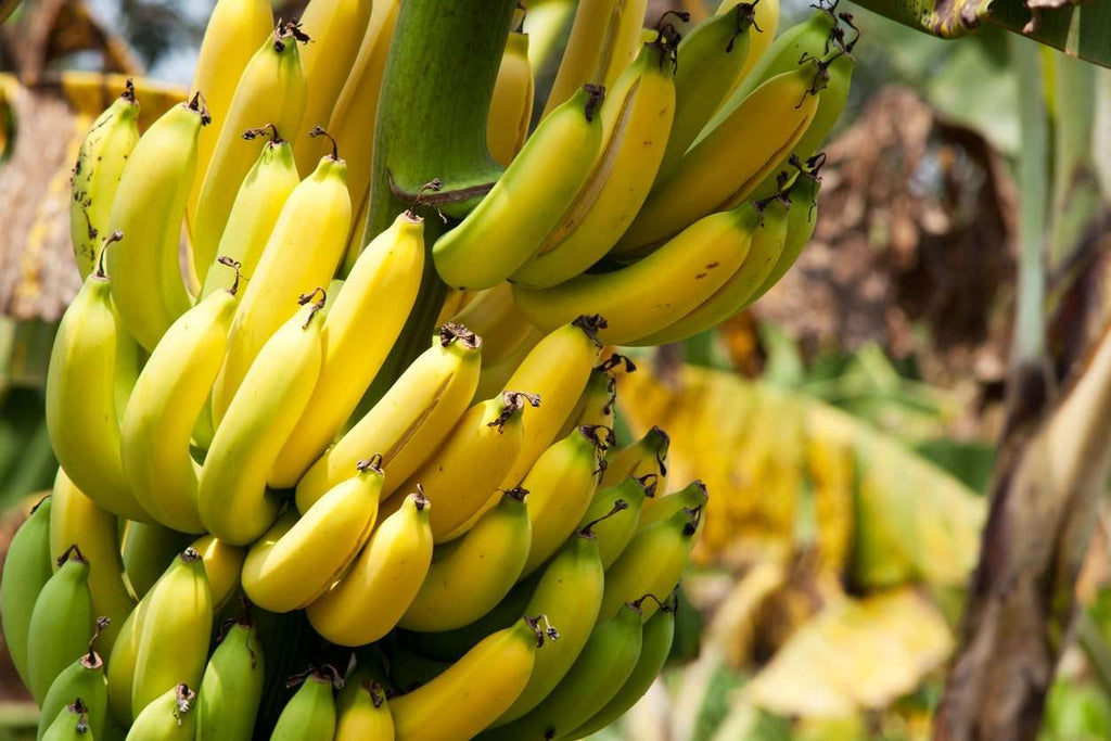 Grafted Banana Poovan Plant.