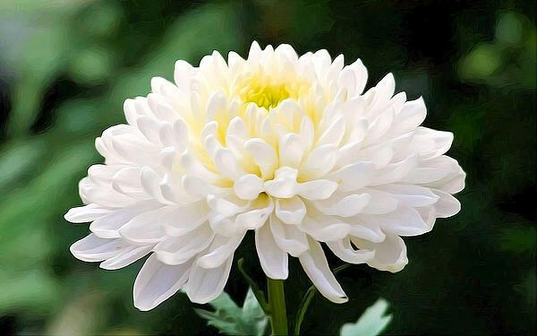 Shevanti, Chrysanthemum White Plant